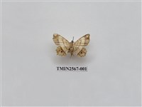 藏品(尺蛾70)的圖片